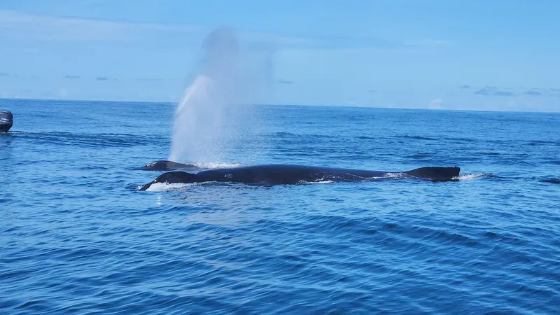 SINAC-certified whale watching boat in Uvita's Marino Ballena National Park, Costa Rica