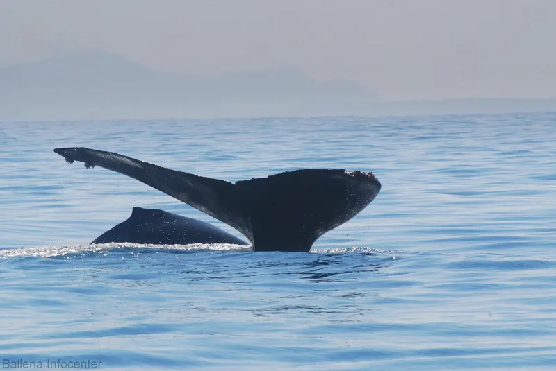 Humpback whale fluke dive spotted on a whale watching tour in Marino Ballena National Park, Uvita, Costa Rica